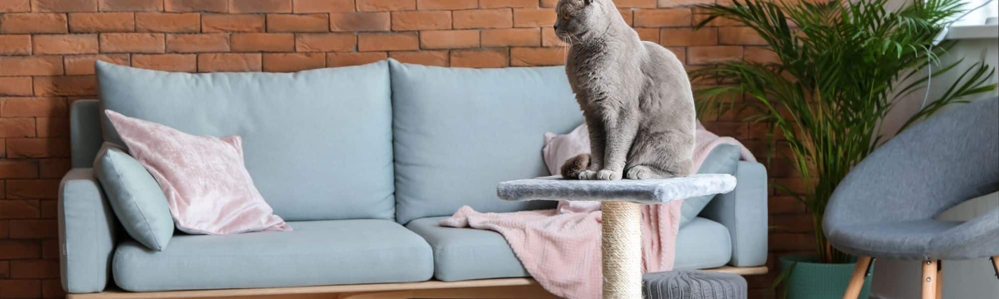 katzen-kratzbaeume-shop.de Marken