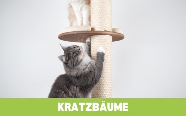 Kratzbäume Startseite