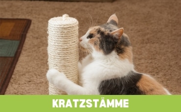 Kratzstämme Startseite